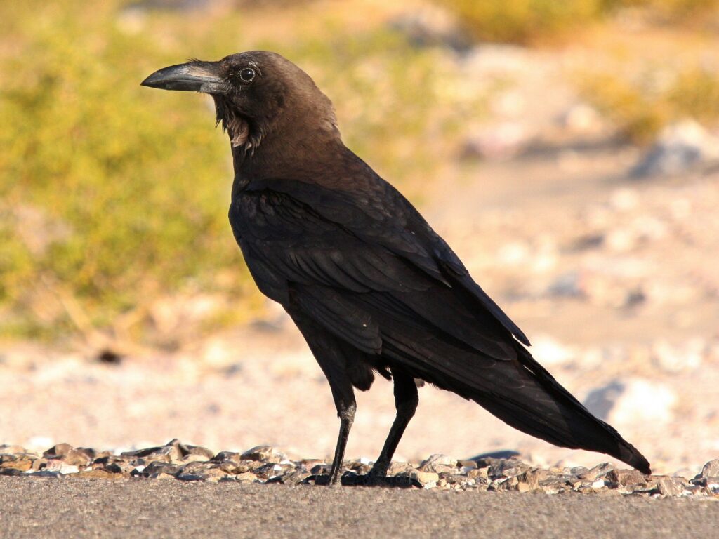Brown-necked Raven