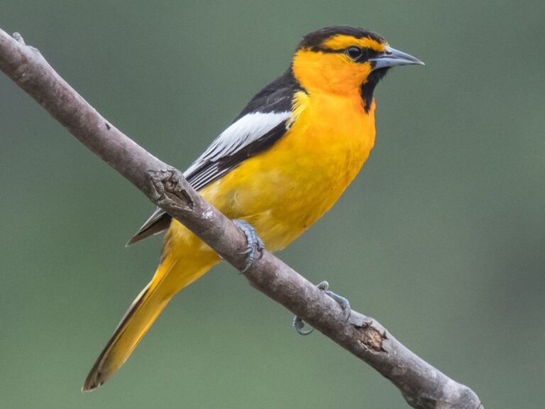Bullock’s Oriole