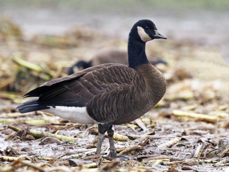 Canada Goose