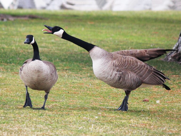 Canada Goose