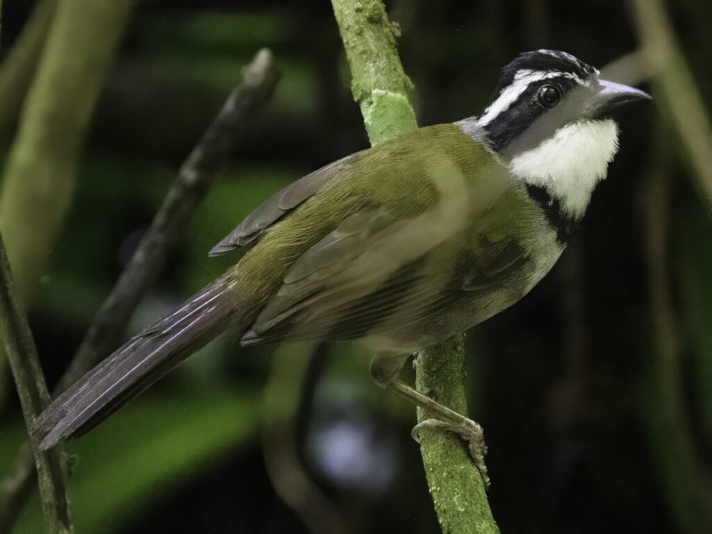 Caracas Brushfinch