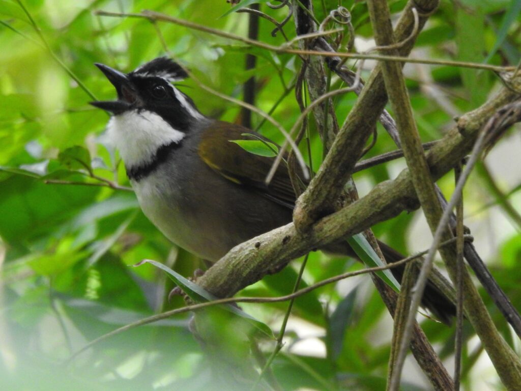 Caracas Brushfinch