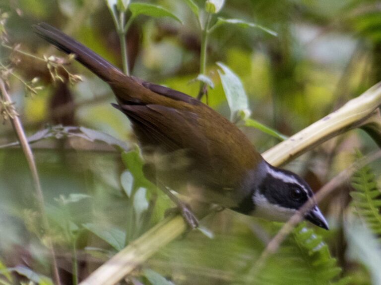 Caracas Brushfinch