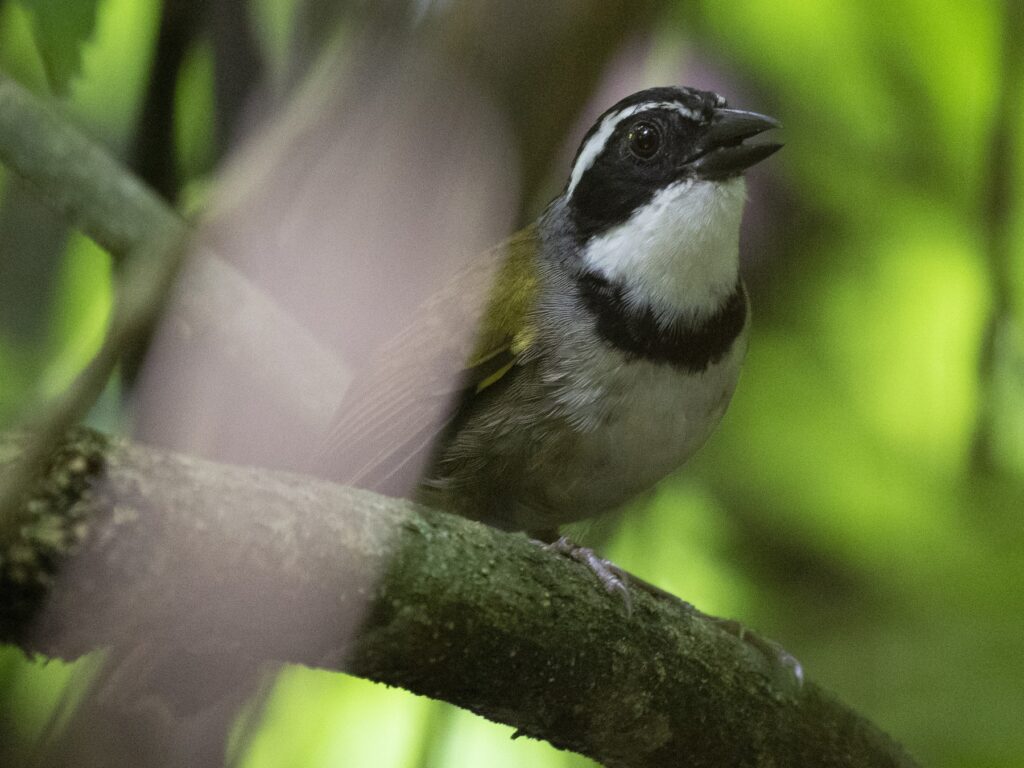 Caracas Brushfinch