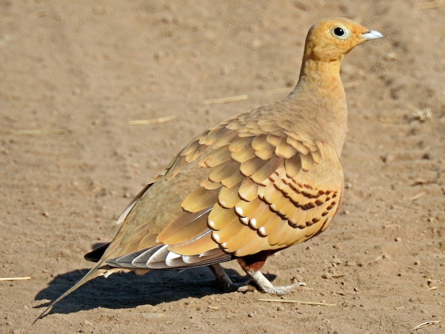 Chestnut-bellied Sandgrouse