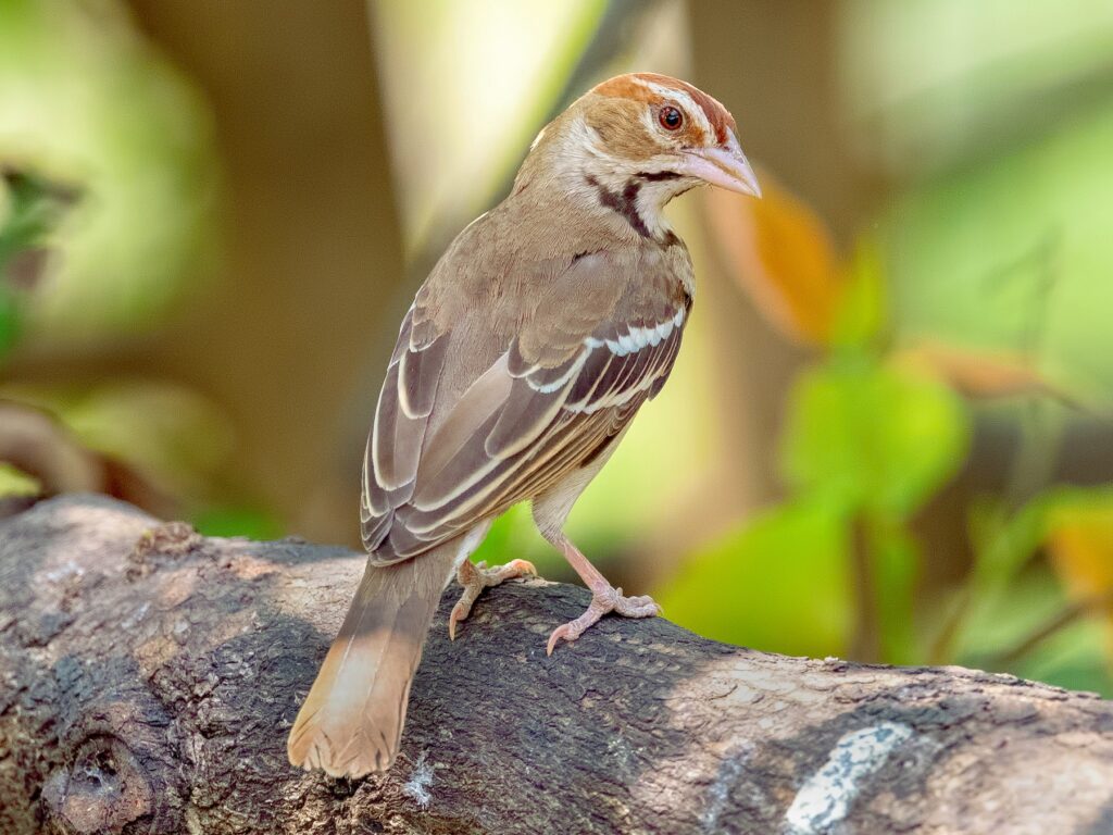 Chestnut-crowned Sparrow-Weaver