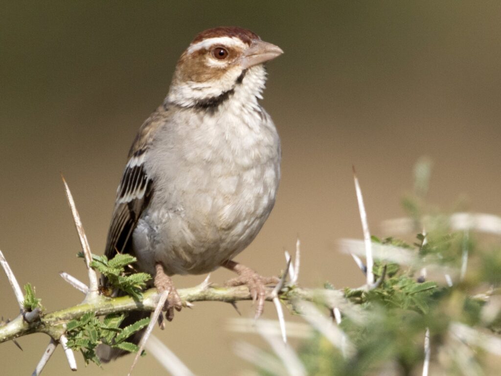 Chestnut-crowned Sparrow-Weaver
