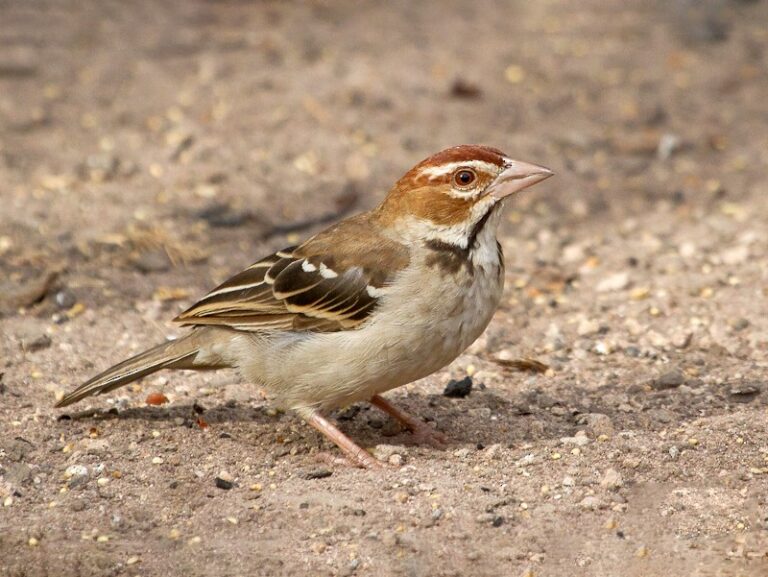 Chestnut-crowned Sparrow-Weaver