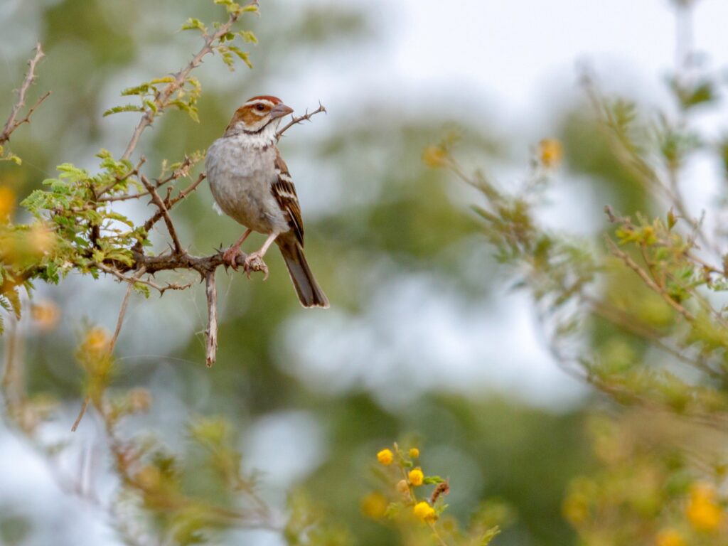 Chestnut-crowned Sparrow-Weaver