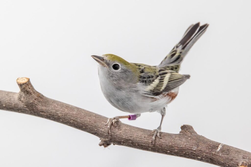 Chestnut-sided Warbler