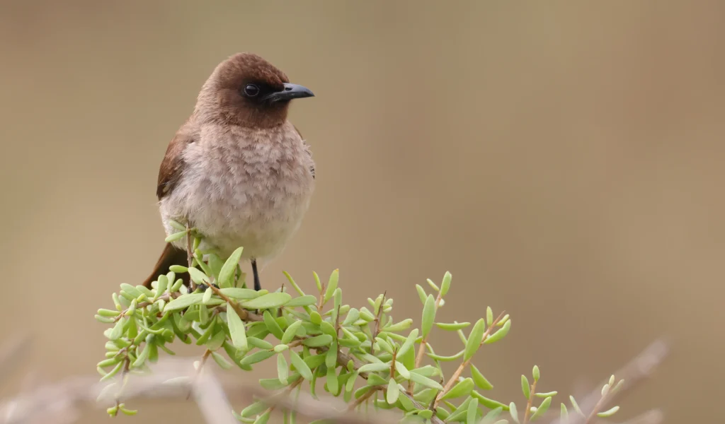 Common Bulbul
