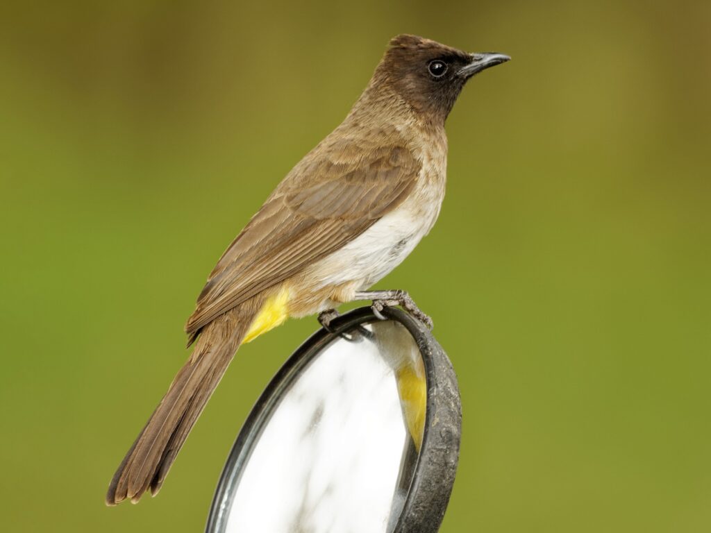 Common Bulbul