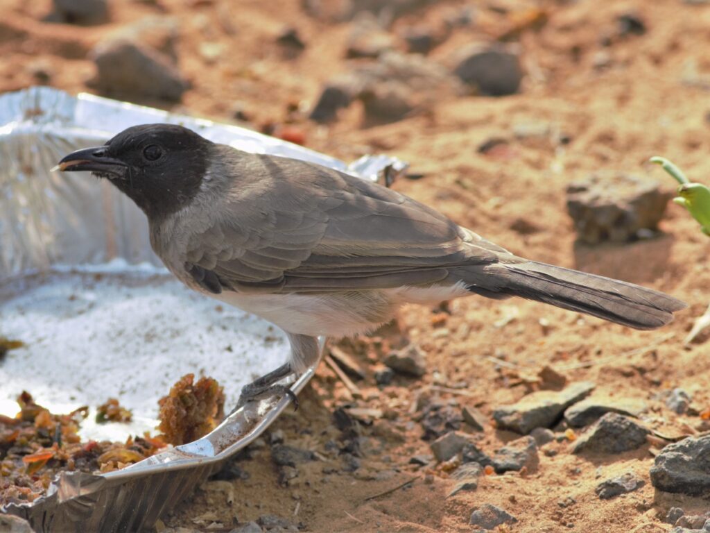 Common Bulbul