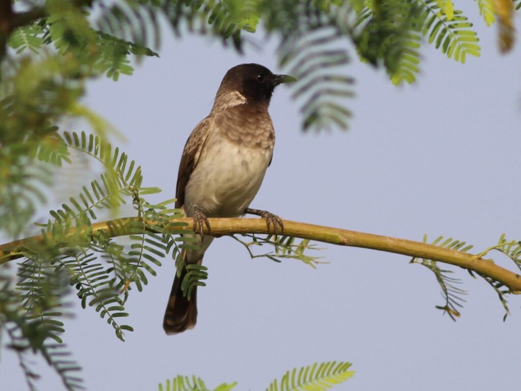 Common Bulbul