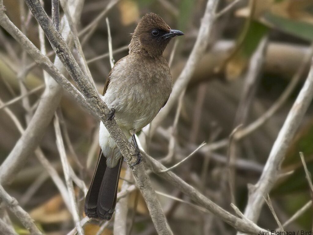 Common Bulbul