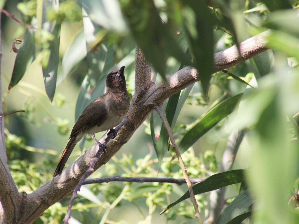 Common Bulbul
