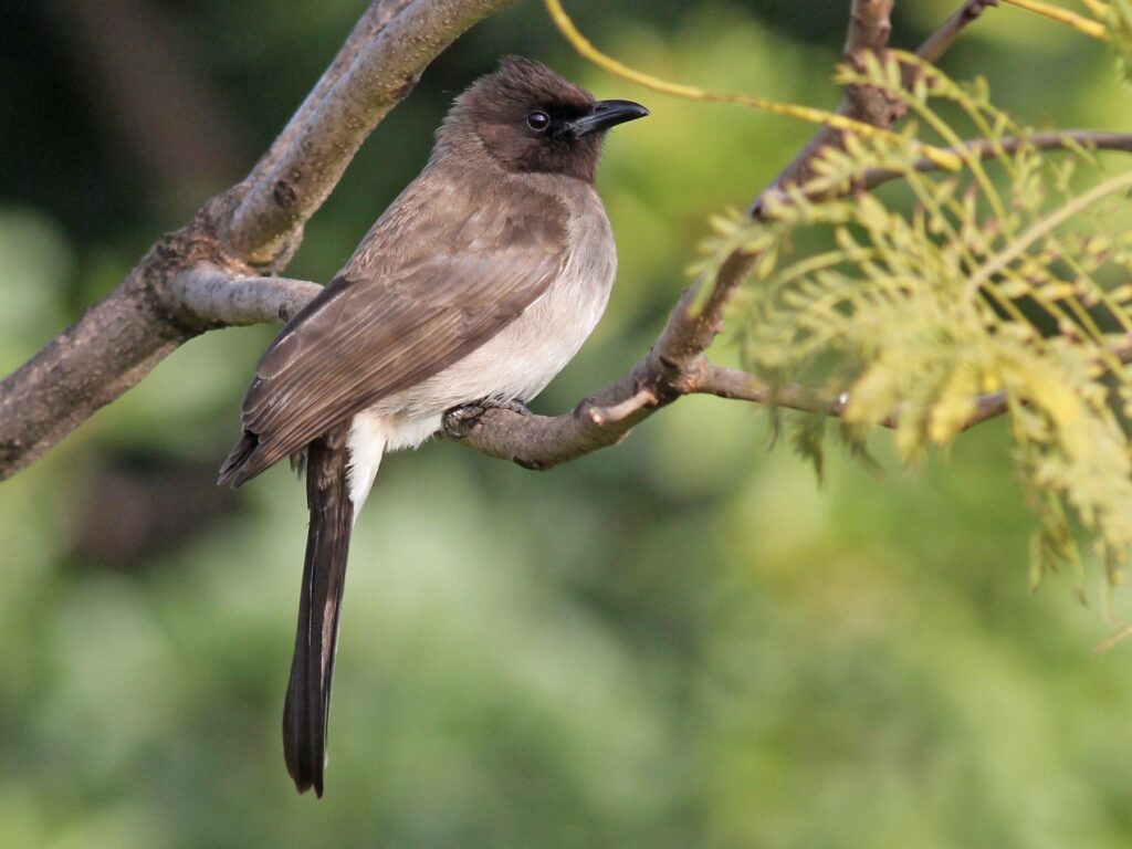 Common Bulbul