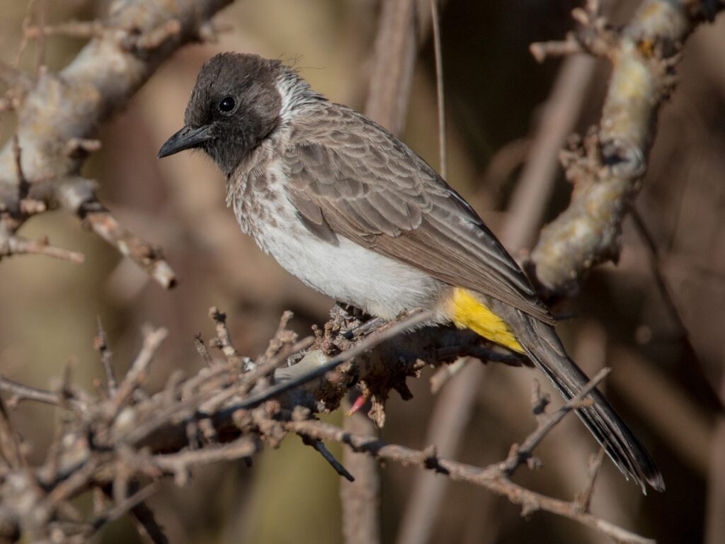 Common Bulbul