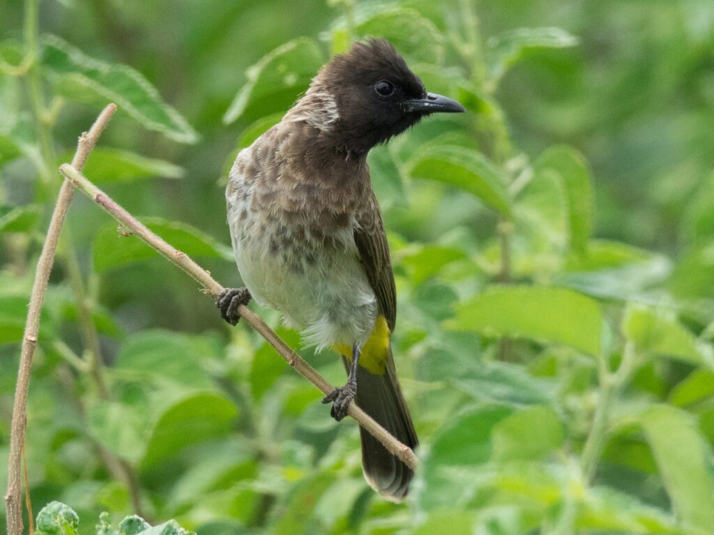 Common Bulbul