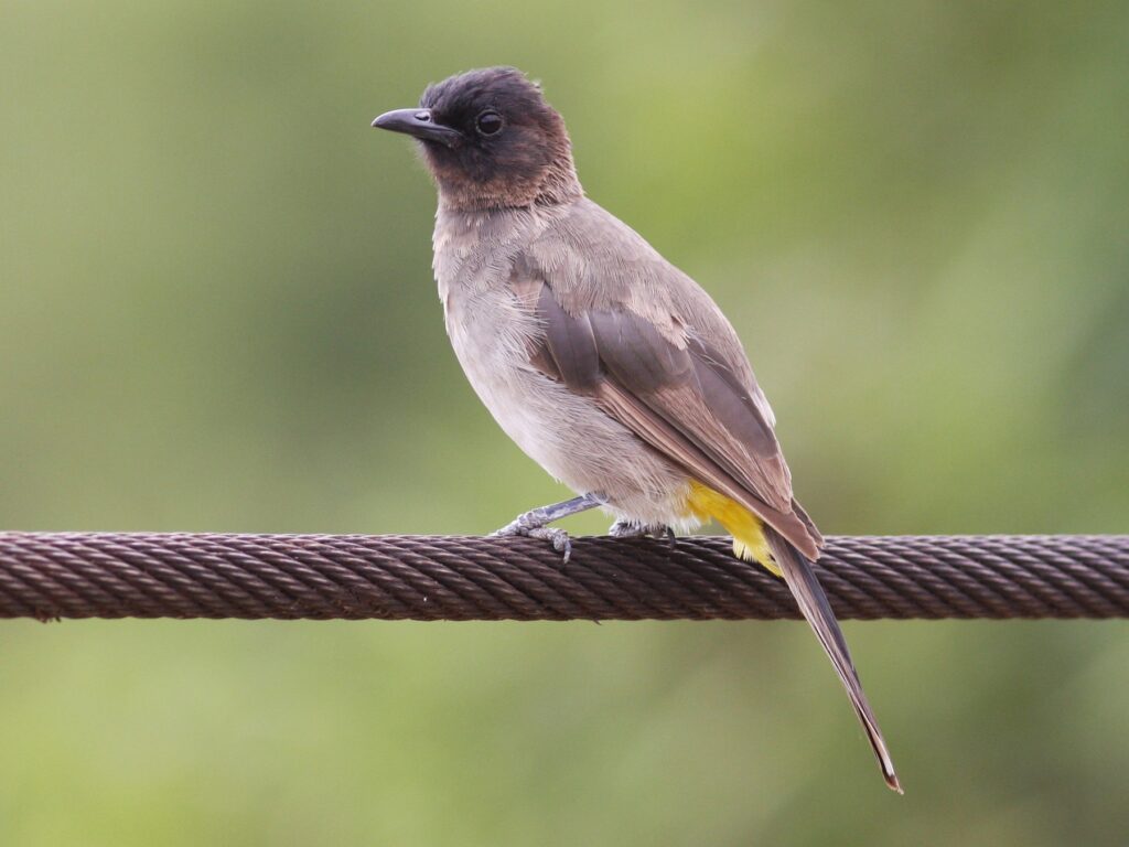 Common Bulbul