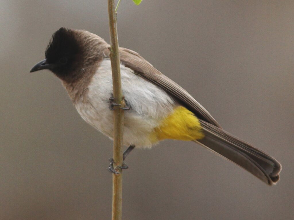 Common Bulbul