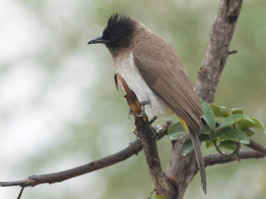Common Bulbul
