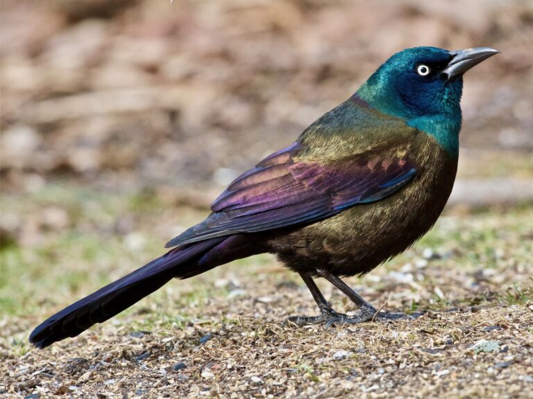 Common Grackle
