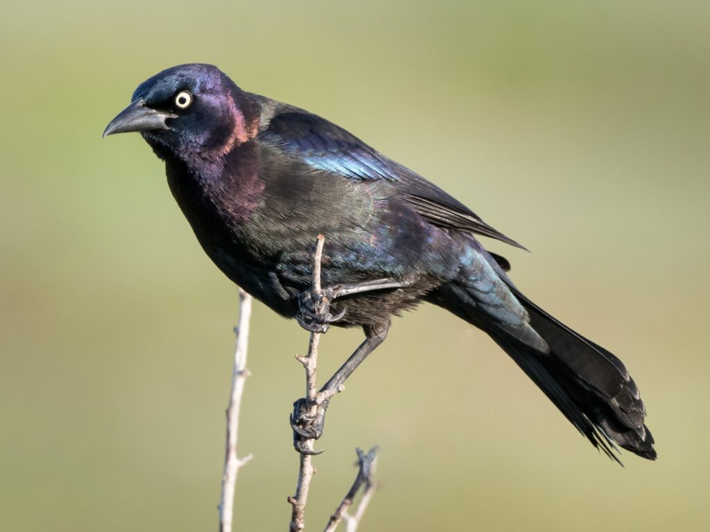 Common Grackle