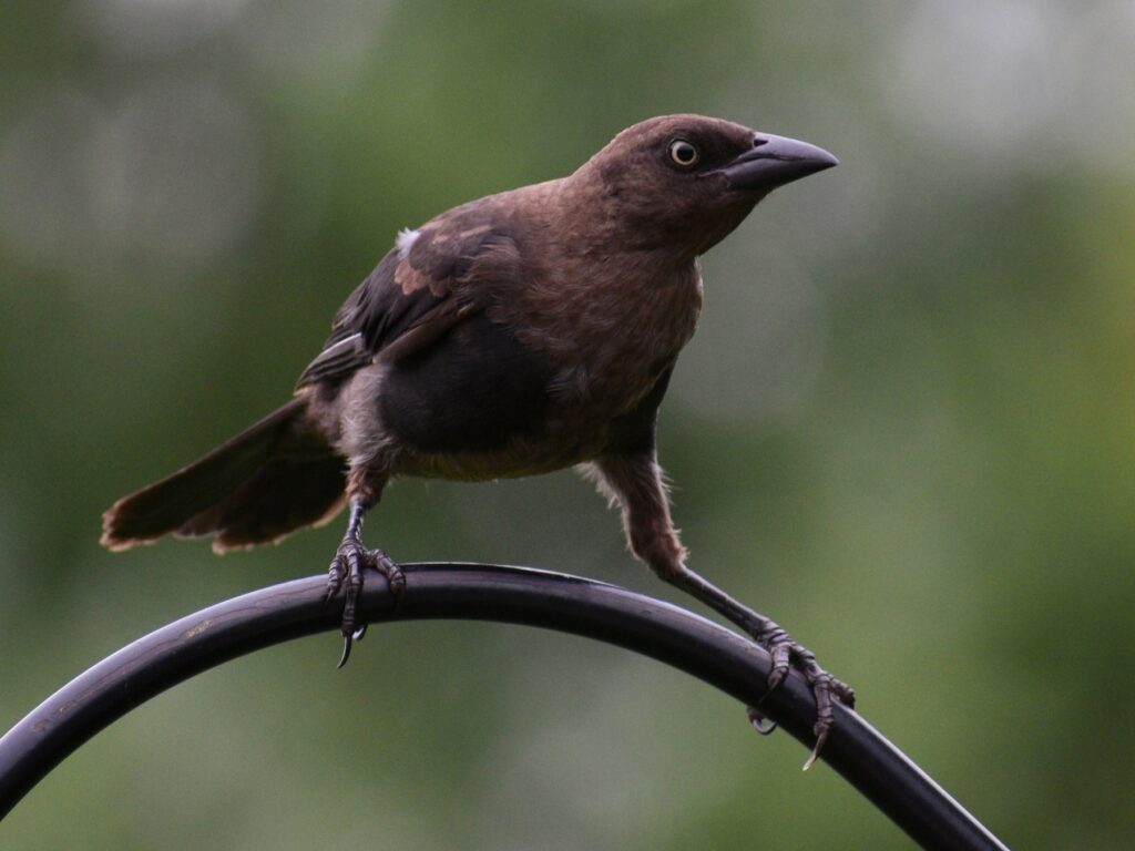 Common Grackle