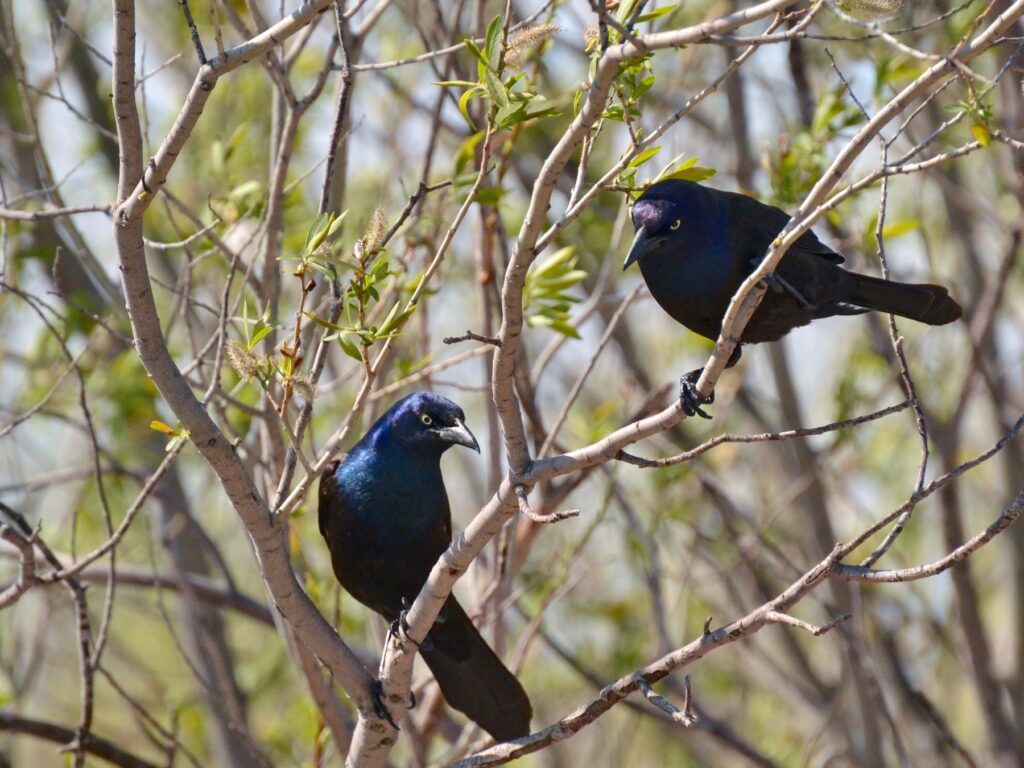 Common Grackle