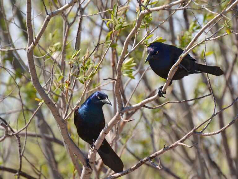 Common Grackle