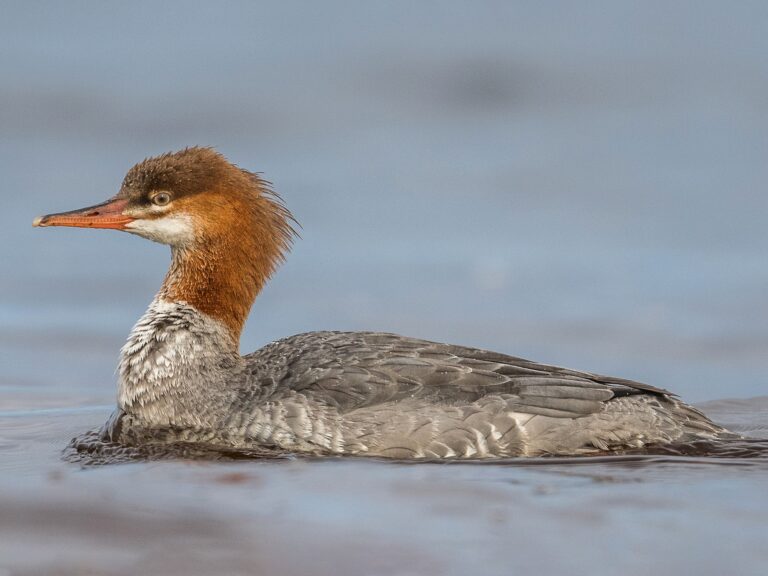 Common Merganser