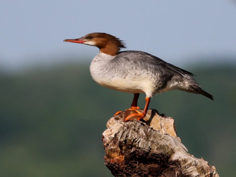 Common Merganser