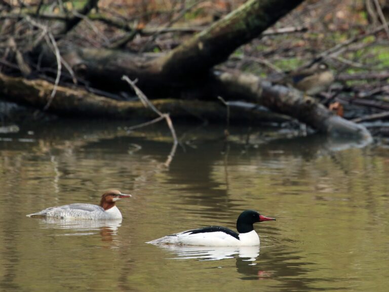 Common Merganser