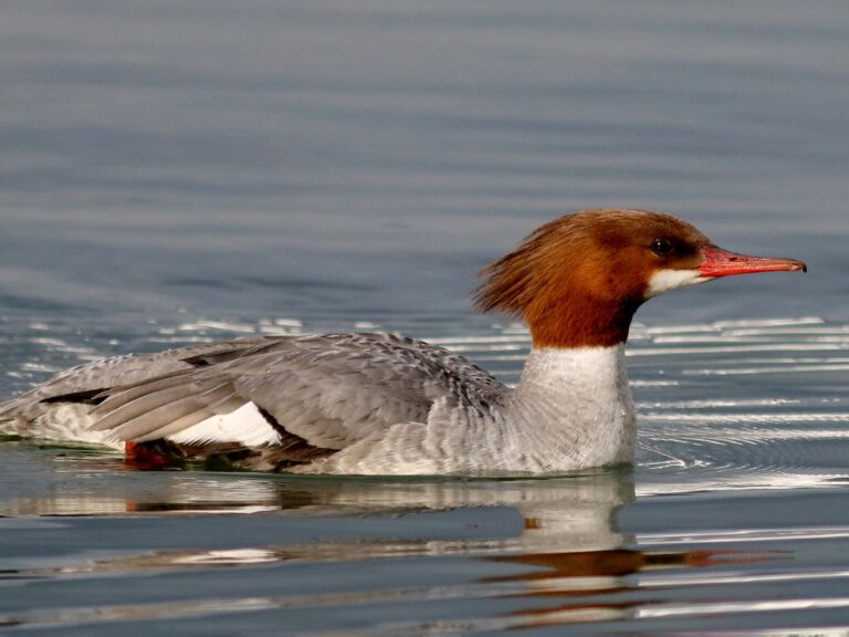 Common Merganser