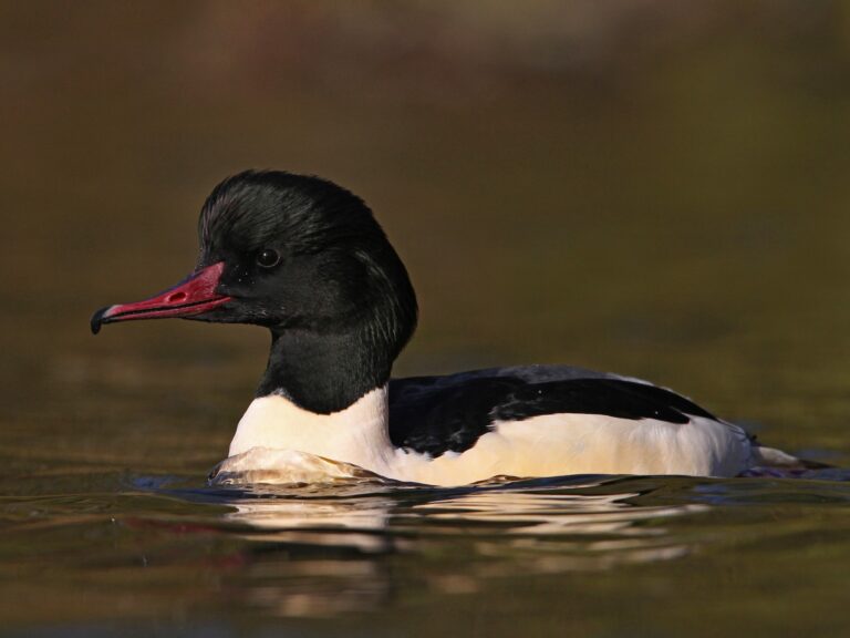 Common Merganser