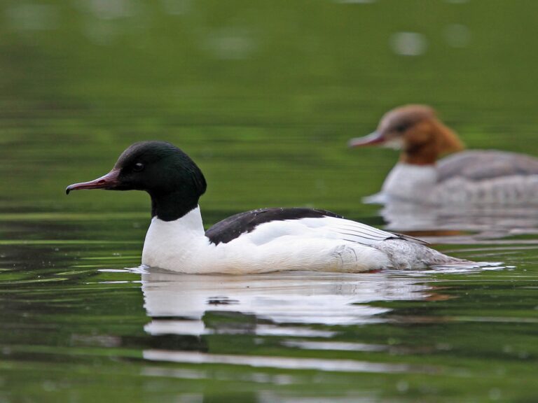 Common Merganser