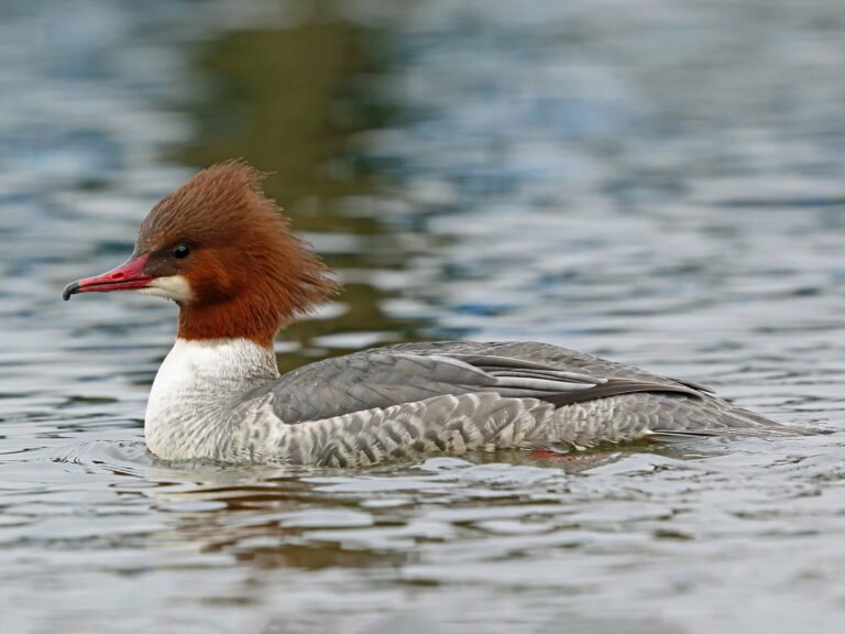 Common Merganser