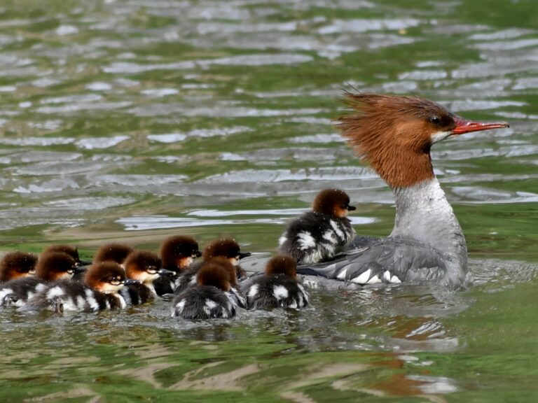 Common Merganser