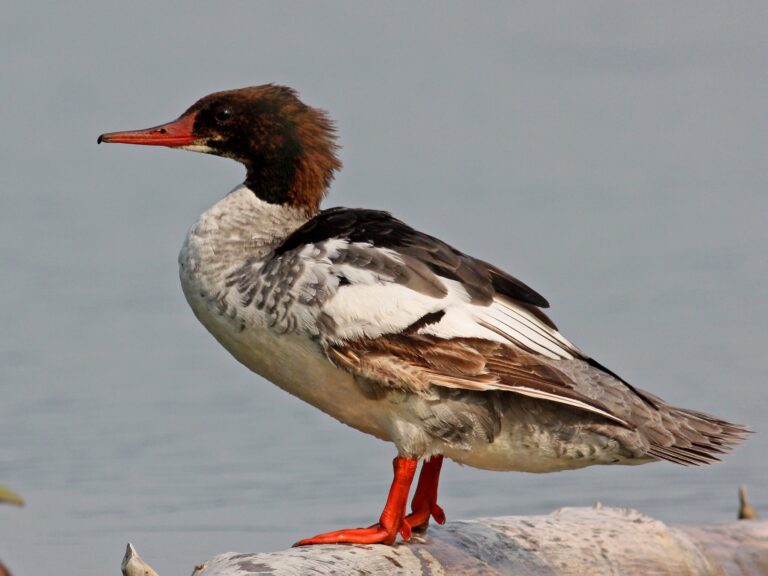 Common Merganser