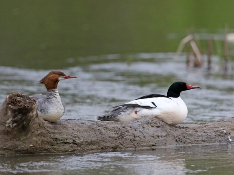 Common Merganser