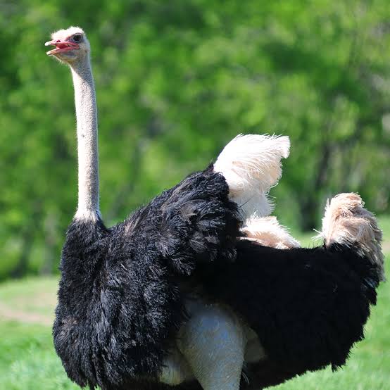 Common Ostrich