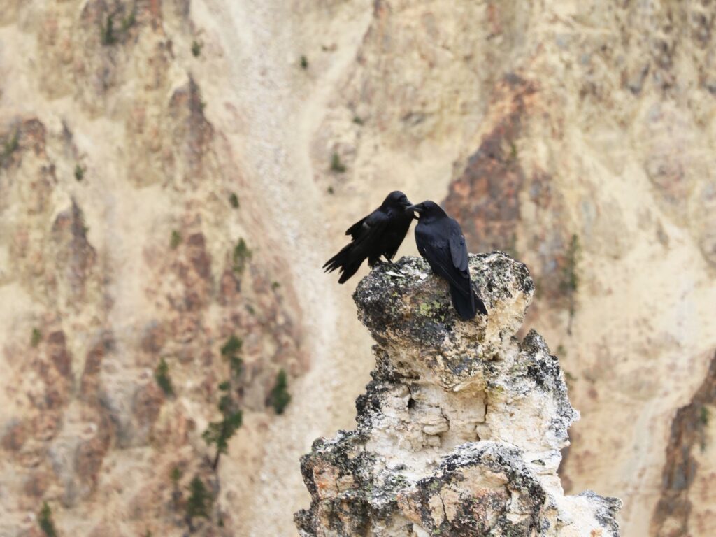 Common Raven