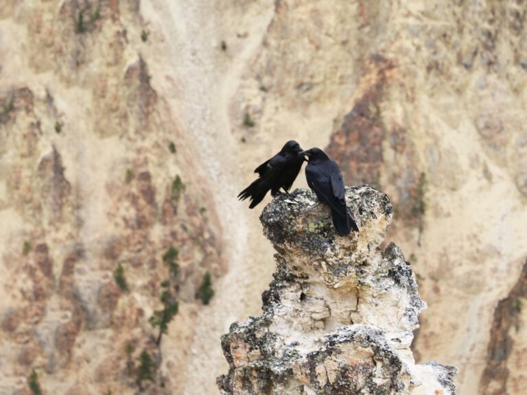 Common Raven