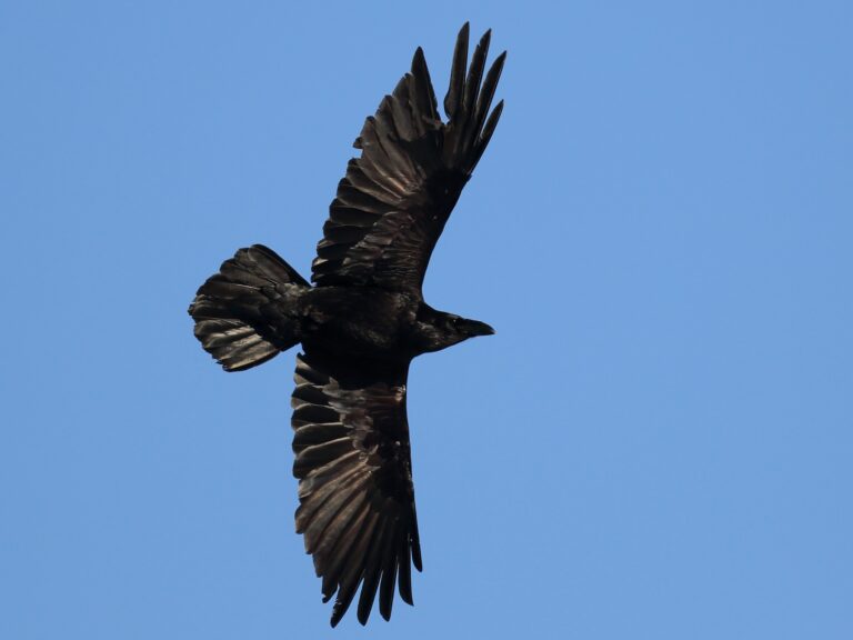 Common Raven