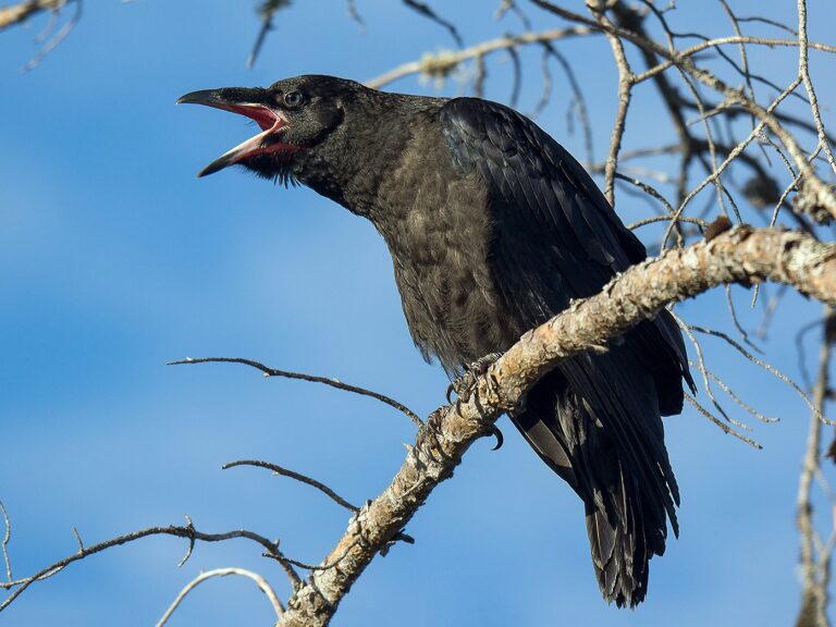 Common Raven