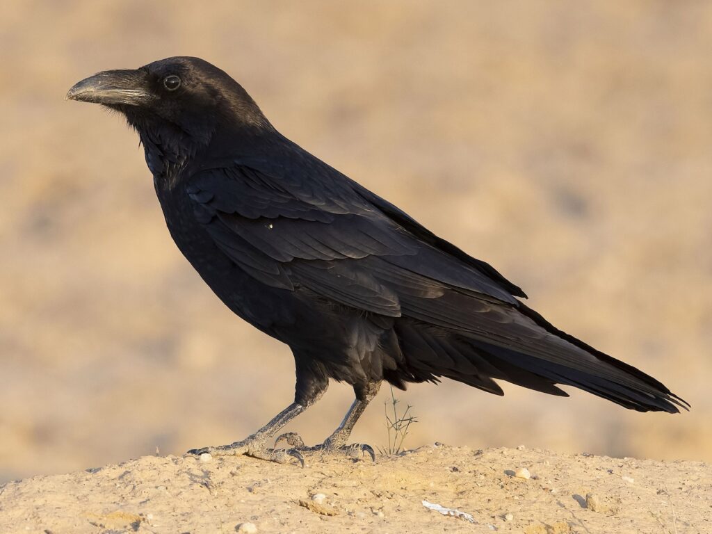 Common Raven