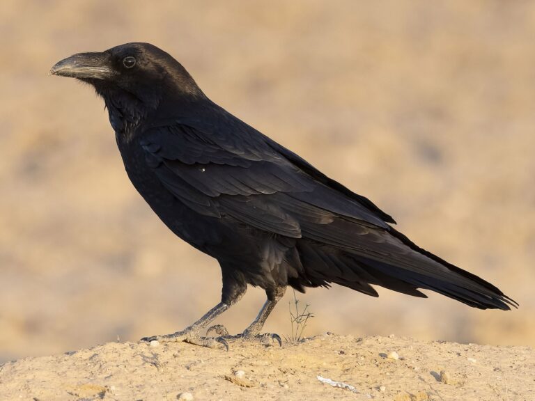 Common Raven