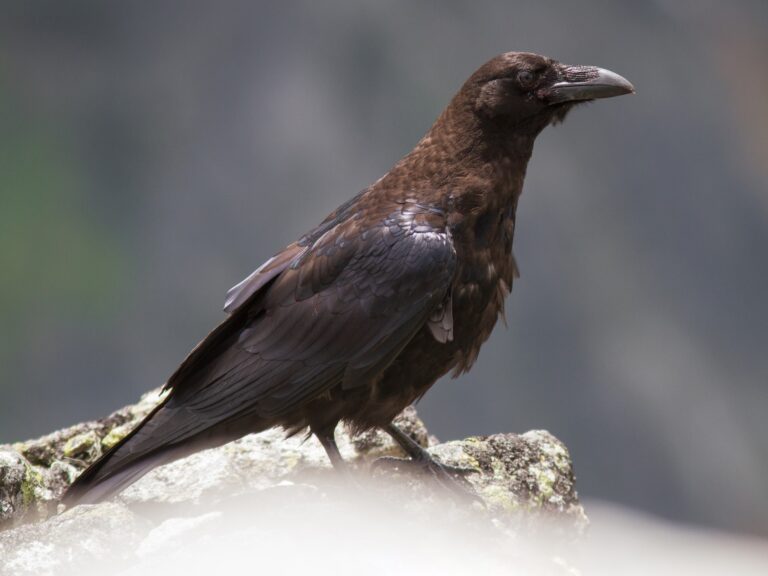 Common Raven