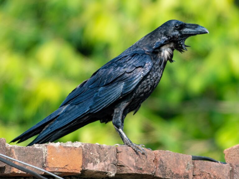 Common Raven